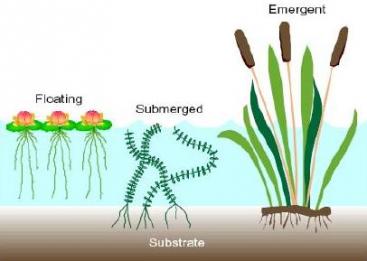 Plants for free-surface flow constructed wetlands. Source SA’AT (2006)